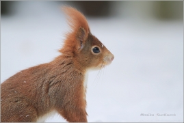 <p>VEVERKA OBECNÁ (Sciurus vulgaris)</p>